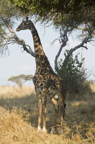 Jirafa - parque nacional de Tarangire - Tanzania 1.jpg